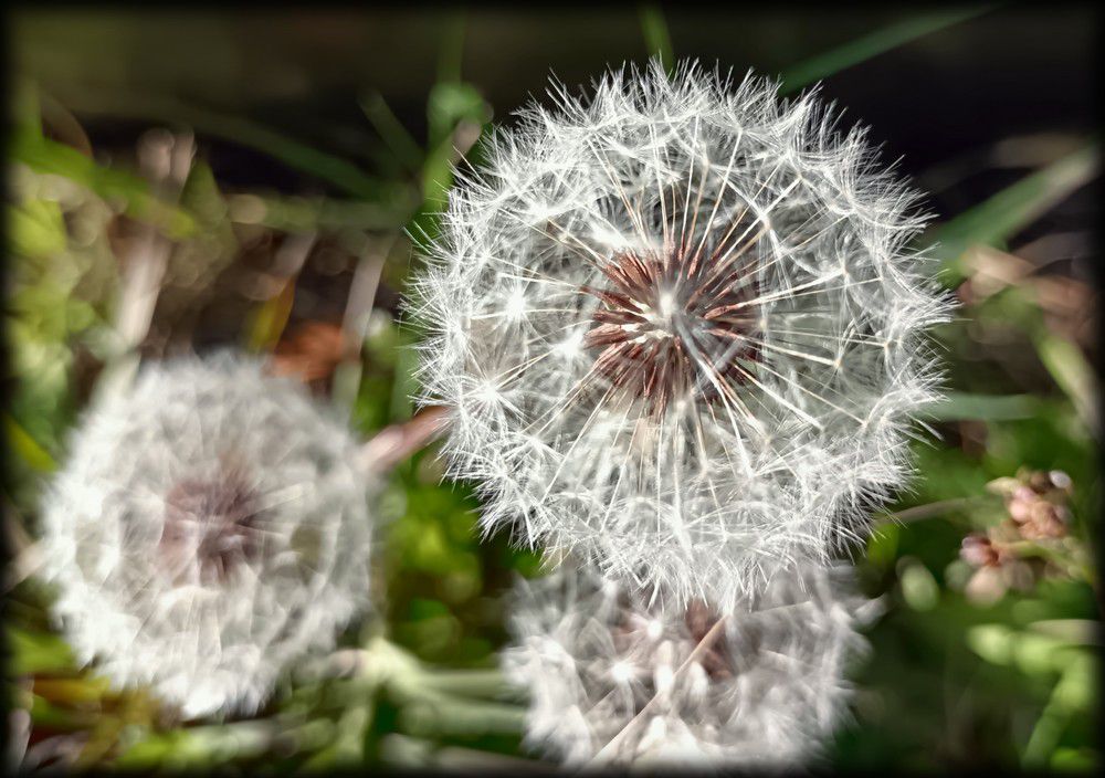 Fleurs et akènes à aigrettes de pissenlit...