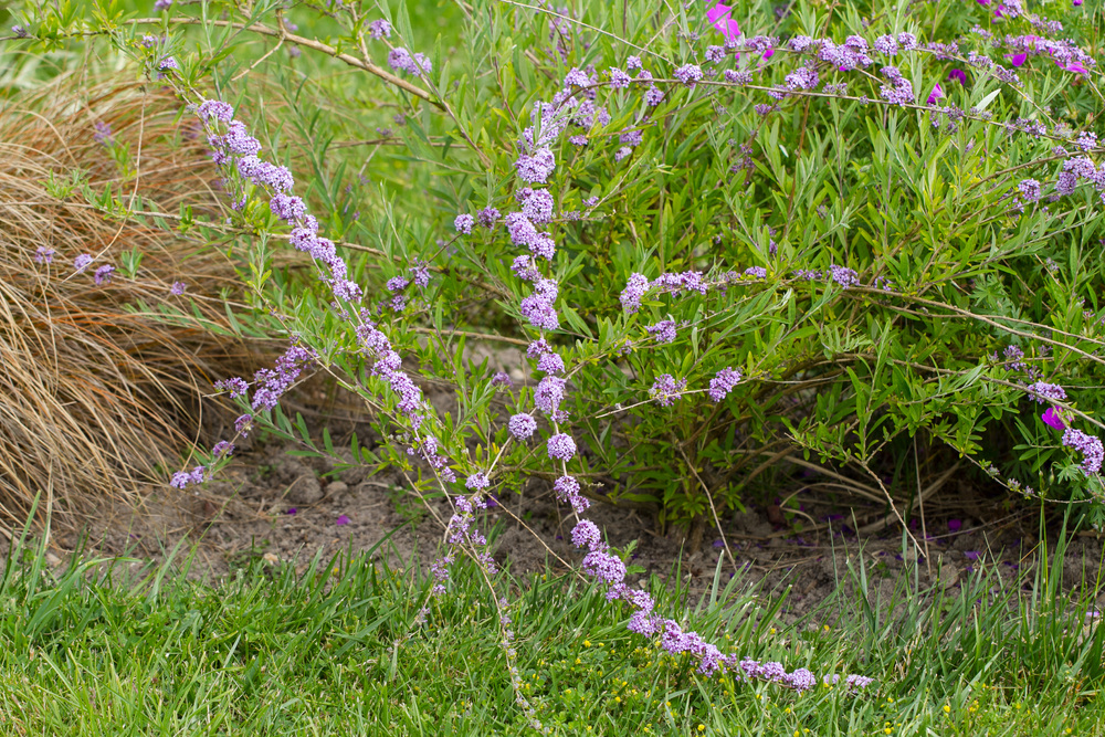 Budélia alternifolia