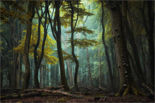 Posters et tableaux d'Une clairière dans la forêt sombre | Posterlounge.be