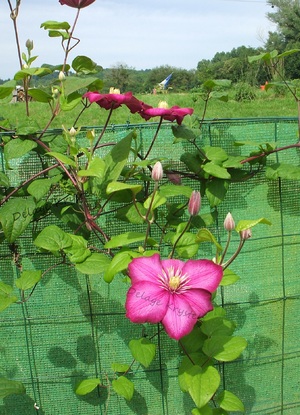 Clématite rose