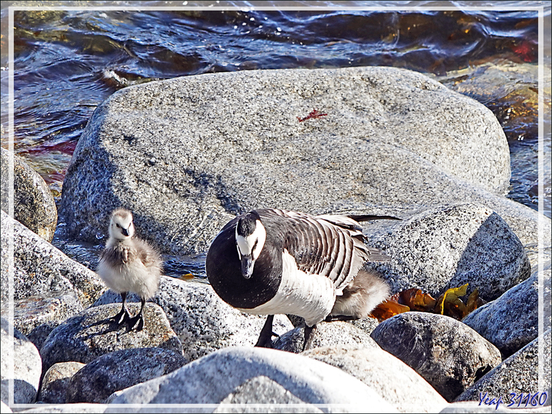 Quelques oiseaux de l'île Ytre Norskoya - Svalbard - Norvège