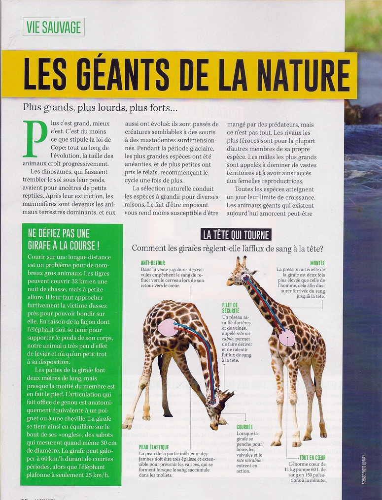 Articles sur les animaux 2:  Les Géants de la nature (2 pages)