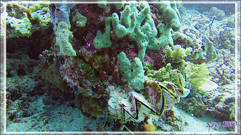 Huître zig-zag ou huître crête de coq, zig-zag clam or cock's comb oyster (Lopha cristagalli) - Kuda Faru Thila - Atoll d'Ari - Maldives 