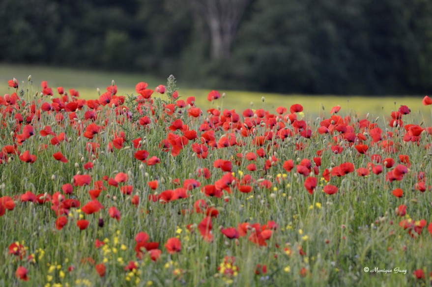 coquelicots-8718.jpg