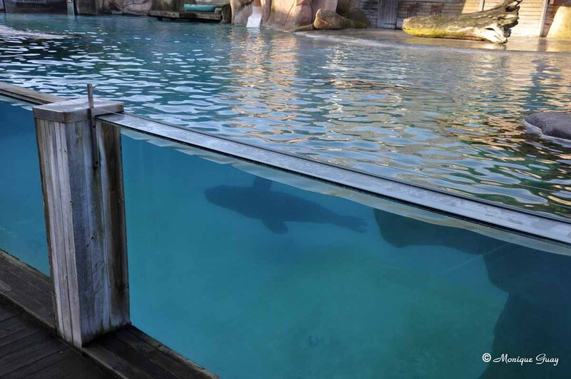 Les lions de mer au zoo d'Amnéville