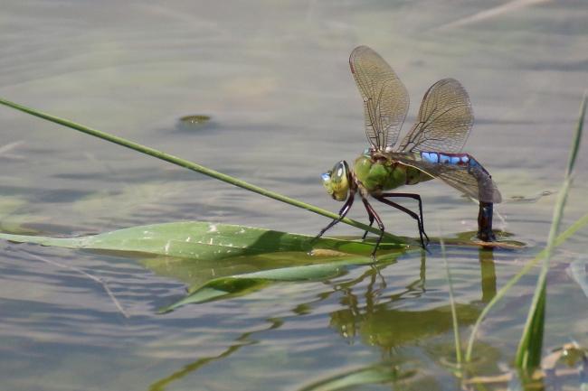 Anax empereur, Anax imperator