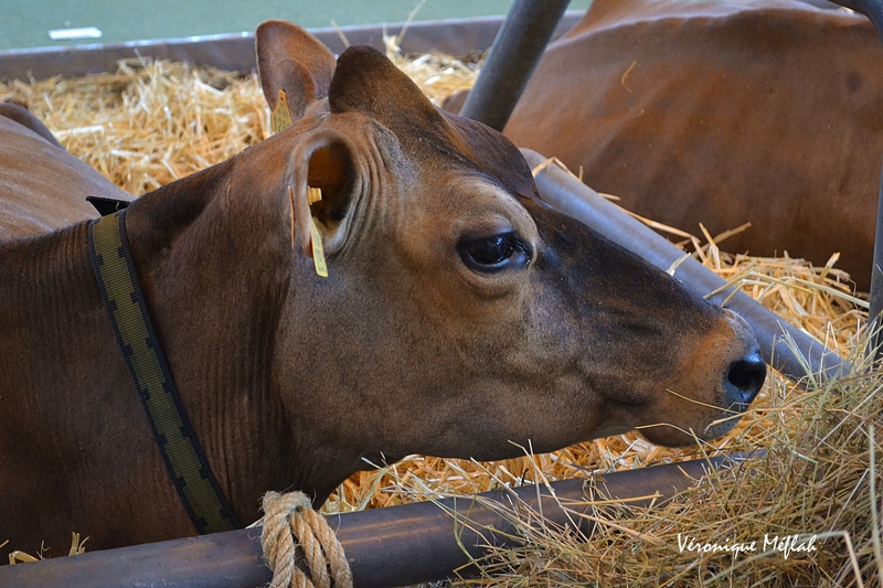 Salon International de l'Agriculture : La Jersiaise