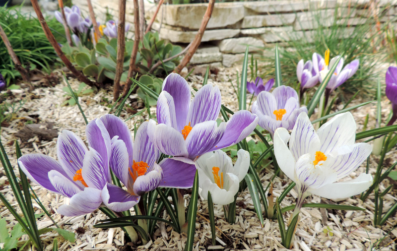 Couleurs printanières.... pour les crocus