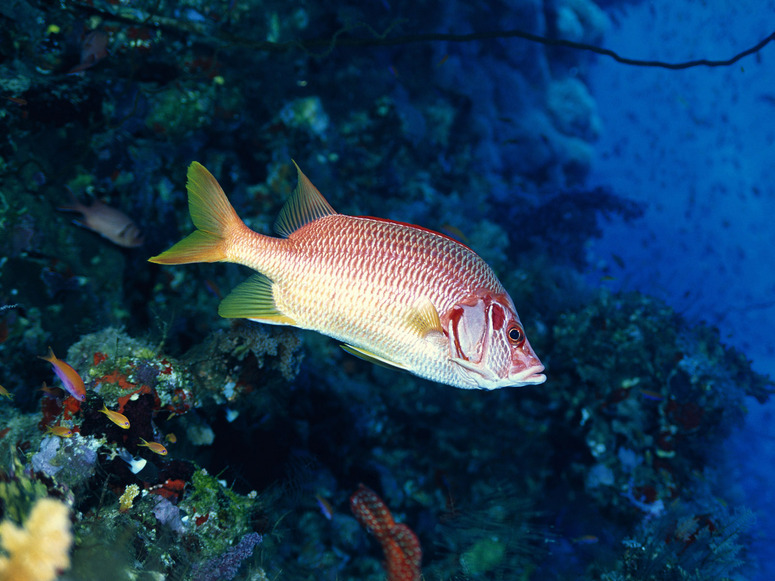 Les habitants de l'océan - 15 images