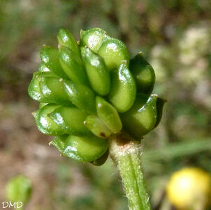 Ranunculus bulbosus  -  renoncule bulbeuse