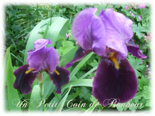 iris mauve gros plant