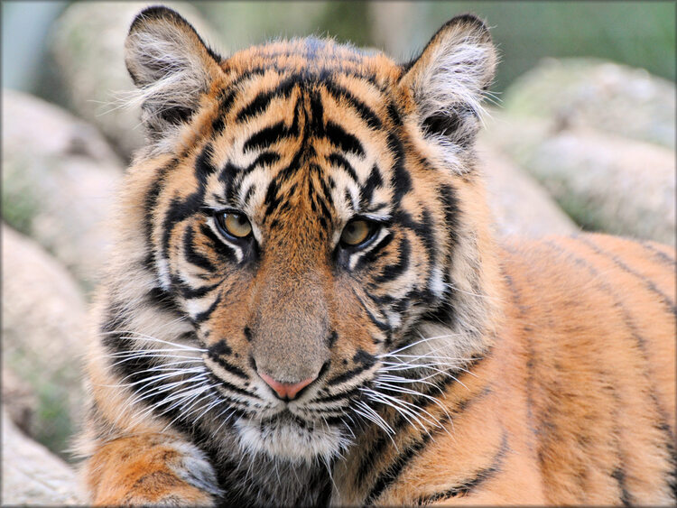 Photos de Tigre de Sumatra - Zoo de la Boissière du Doré