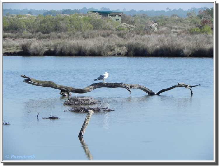 Parc ornithologique du Teich - Goéland argenté