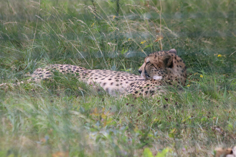 Guépard d'Afrique australe