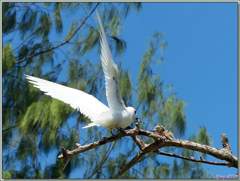 Nourrissage de Poussin de Sterne Gygis blanche - Bird Island - Seychelles