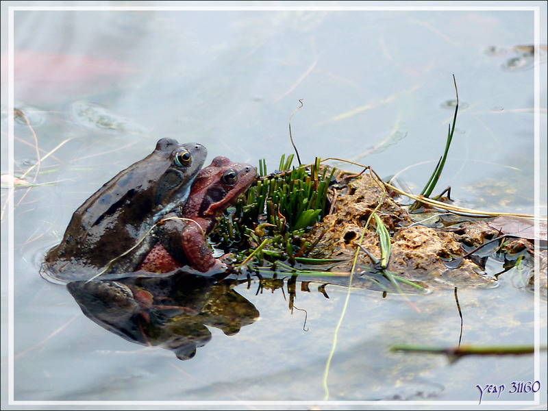 Saison des amours pour les Grenouilles rousses (Rana temporaria) - Lartigau - Milhas - 31