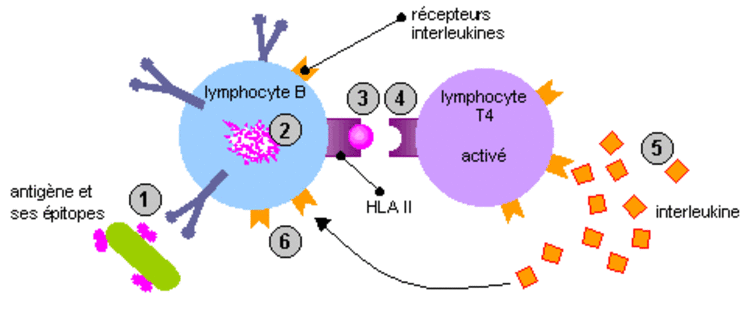 Le système immunitaire de l'homme (2) : la partie "adaptative".