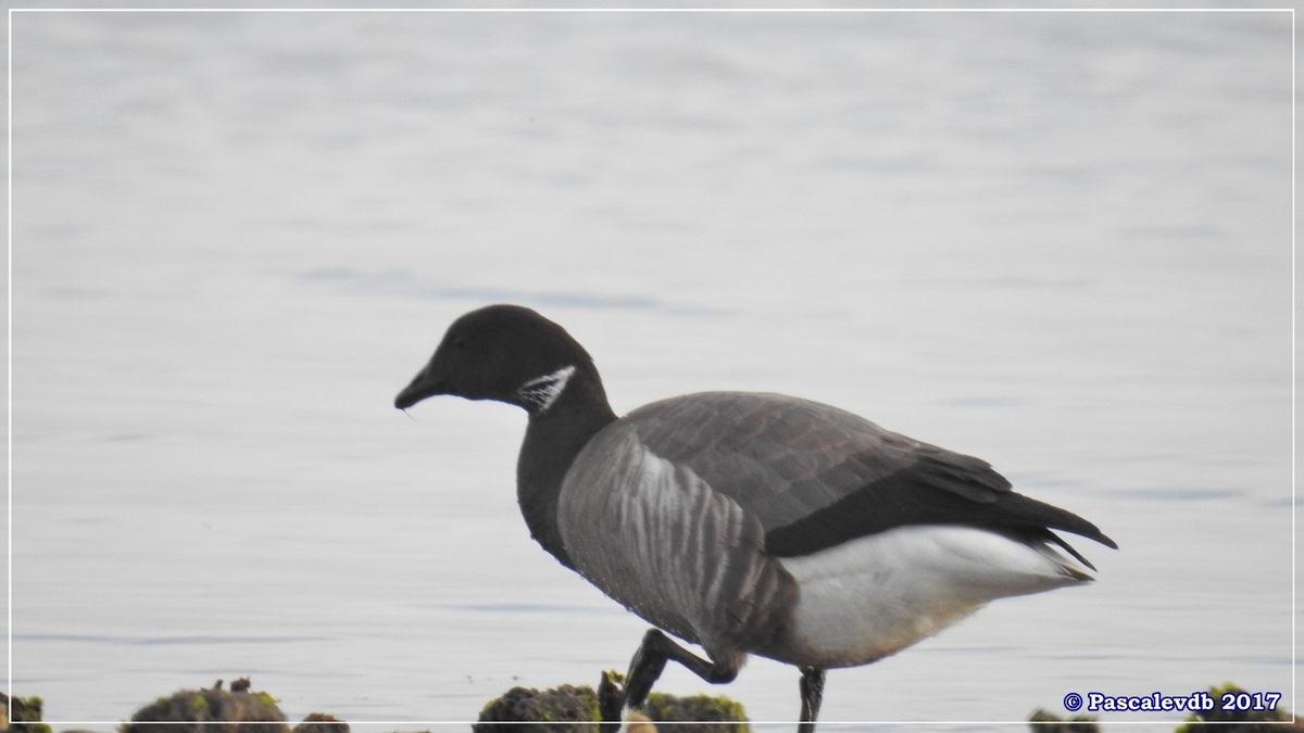 Pointe aux Chevaux - Février 2017 - 9/10