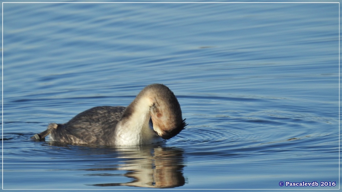 Réserve ornitho du Teich - Décembre 2016 - 6/13