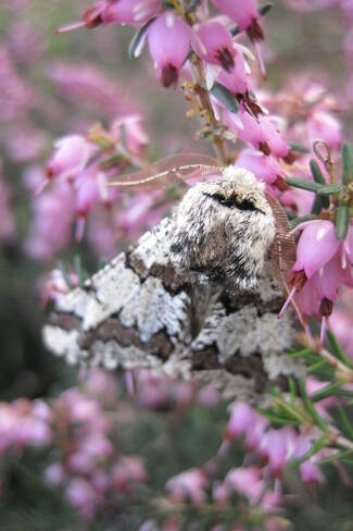 Papillon de nuit La Géomètre du peuplier ou la Phalène précoce ( Biston strataria Hfn )
