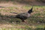 Oiseaux