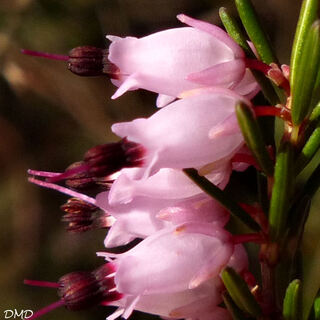 Erica carnea subsp. occidentalis  -  Erica erigena