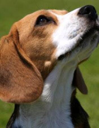 L'éducation du beagle et du labrador - Les animaux ca se défend