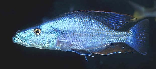 dimidiochromis