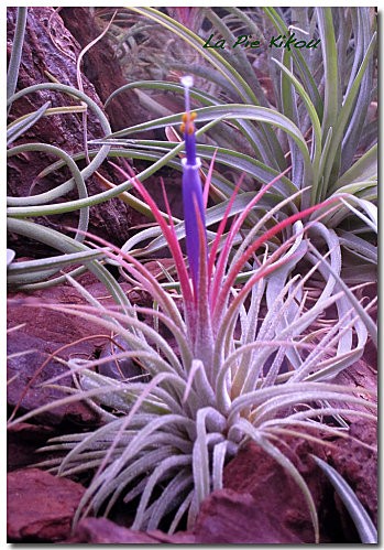 tillandsia