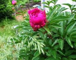                                    Mon MAHONIA NERVOSA &  MES PIVOINES au JARDIN""