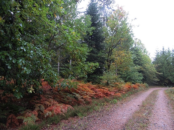 Le Morvan en automne...