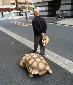 La Tortue géante 