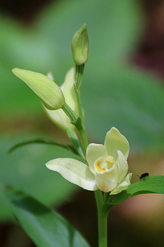 Cephalanthera damasonium - Céphalanthère de damas
