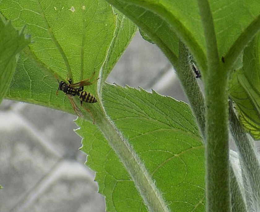 Les minuscules au jardin