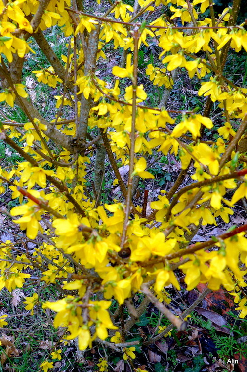Les fleurs jaunes du forsythia 