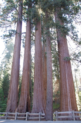 Jour 13 - Sequoias and Kings Canyon National Park