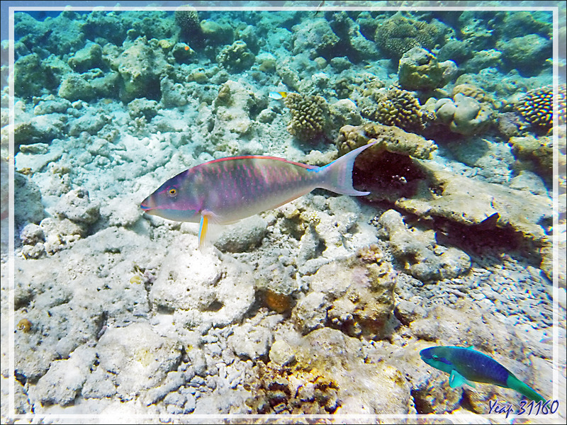  Snorkeling : Poisson-perroquet jaune, Perroquet candelamoa, Perroquet chevalin, Perroquet à long nez, Longnose parrotfish, Candelamoa parrotfish (Hipposcarus harid) - Moofushi - Atoll d'Ari, Maldives