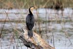 Oiseaux