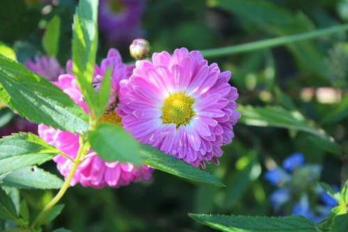 Mes chrysanthèmes plus tardifs