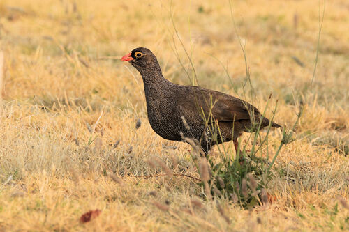 Francolin à bec rouge (Red-billed Spurfowl)