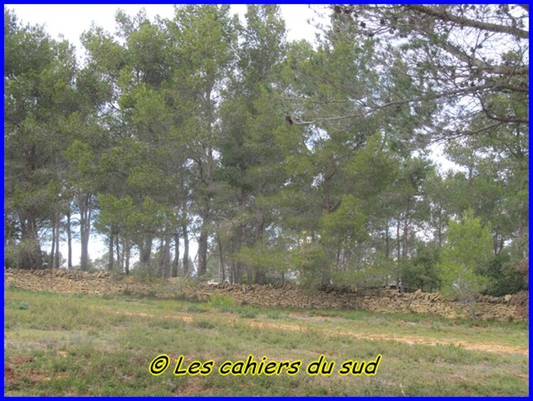 Le four a cade de Revers de Boquié