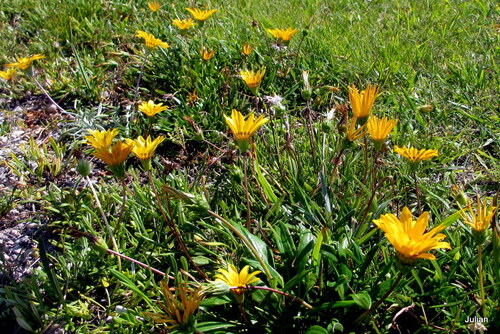 Fleurs jaunes : le gazania !