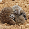 une famille de suricates