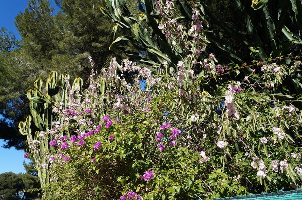 Fleurs de la Costa Blanca