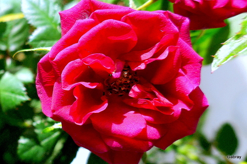 Des fleurs : rose, jacinthe . . .