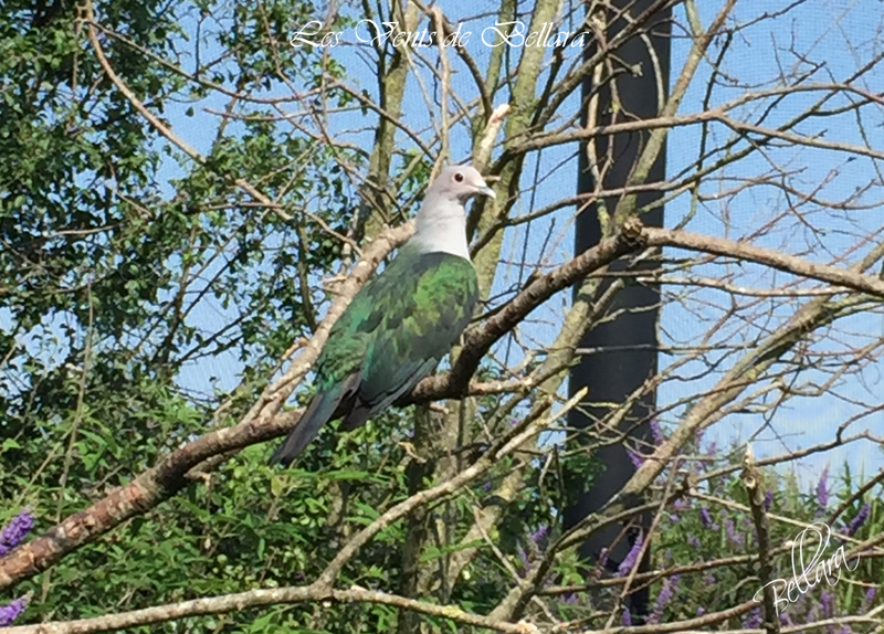 Le parc de Villars les Dombes - Les pigeons