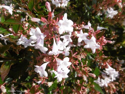 Des fleurs dans mon village, le 4 juillet...