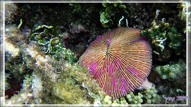 Corail champignon à septes ondulés, Septa ondulate mushroom coral (Fungia scutaria) - Snorkeling à Athuruga - Atoll d'Ari - Maldives