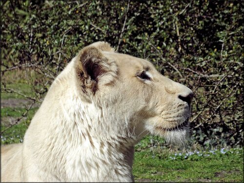 Photo de lionne blanche de profil (Pessac)