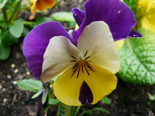 Viola cornuta tricolore.